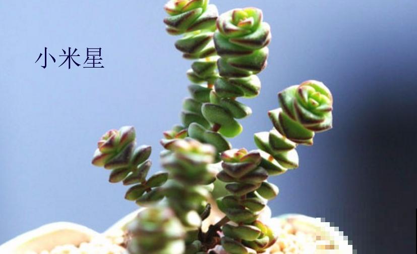 小米星和钱串长得像,4点细节可以区分,不再搞混! 小米星和钱串长得像,4点细节可以区分,不再搞混!