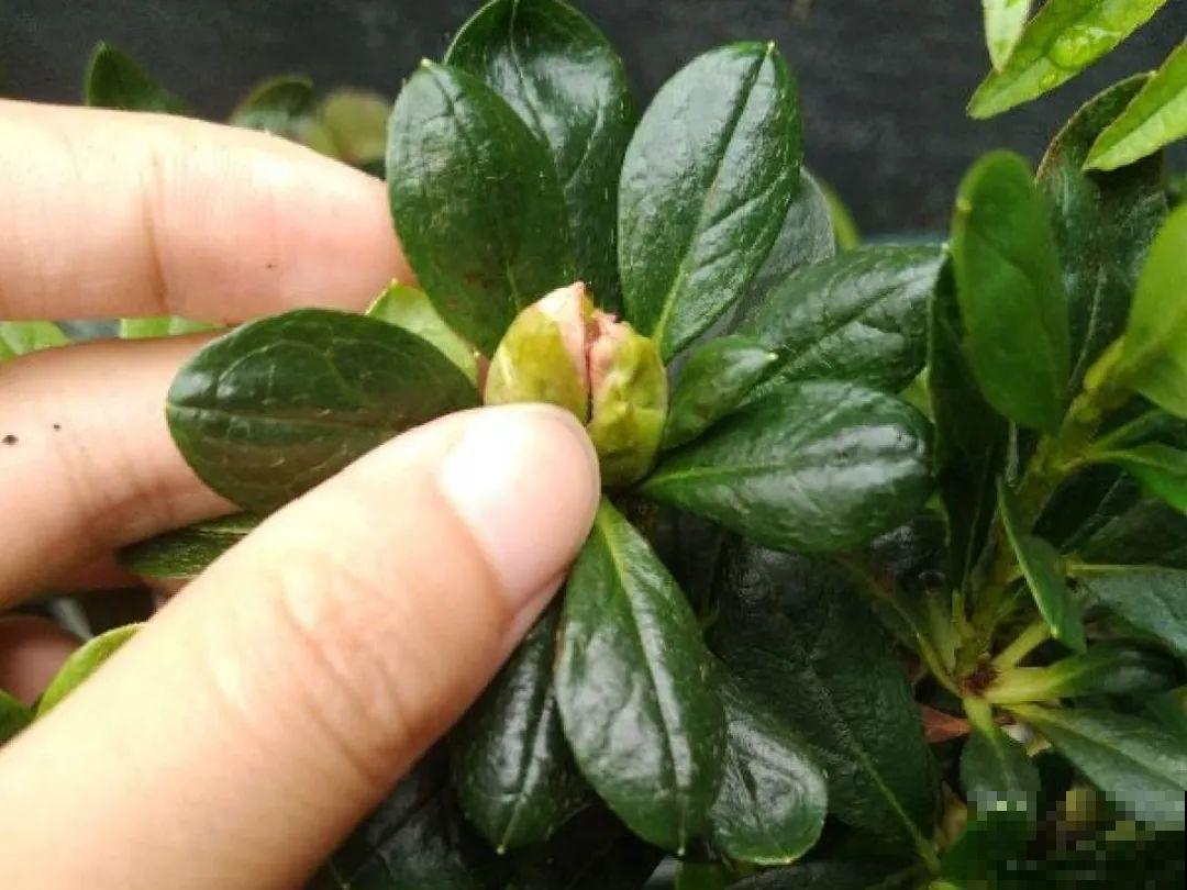 天凉了，9种花不能修剪，剪了以后不开花！