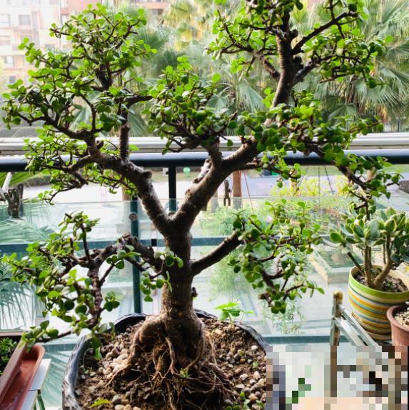 养金枝玉叶有讲究,掌握3个小窍门,太好养! 养金枝玉叶有讲究,掌握3个小窍门,太好养!