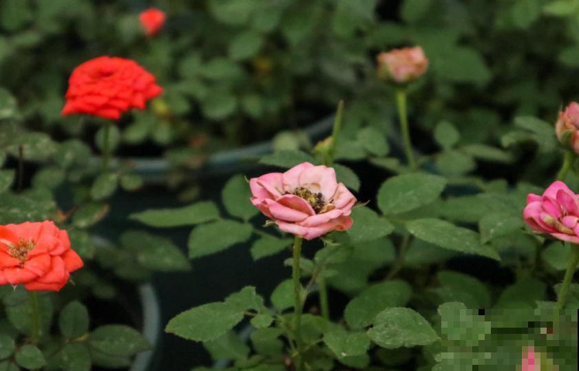 月季丑巴巴，不怪它，养护有问题，咋养也丑！