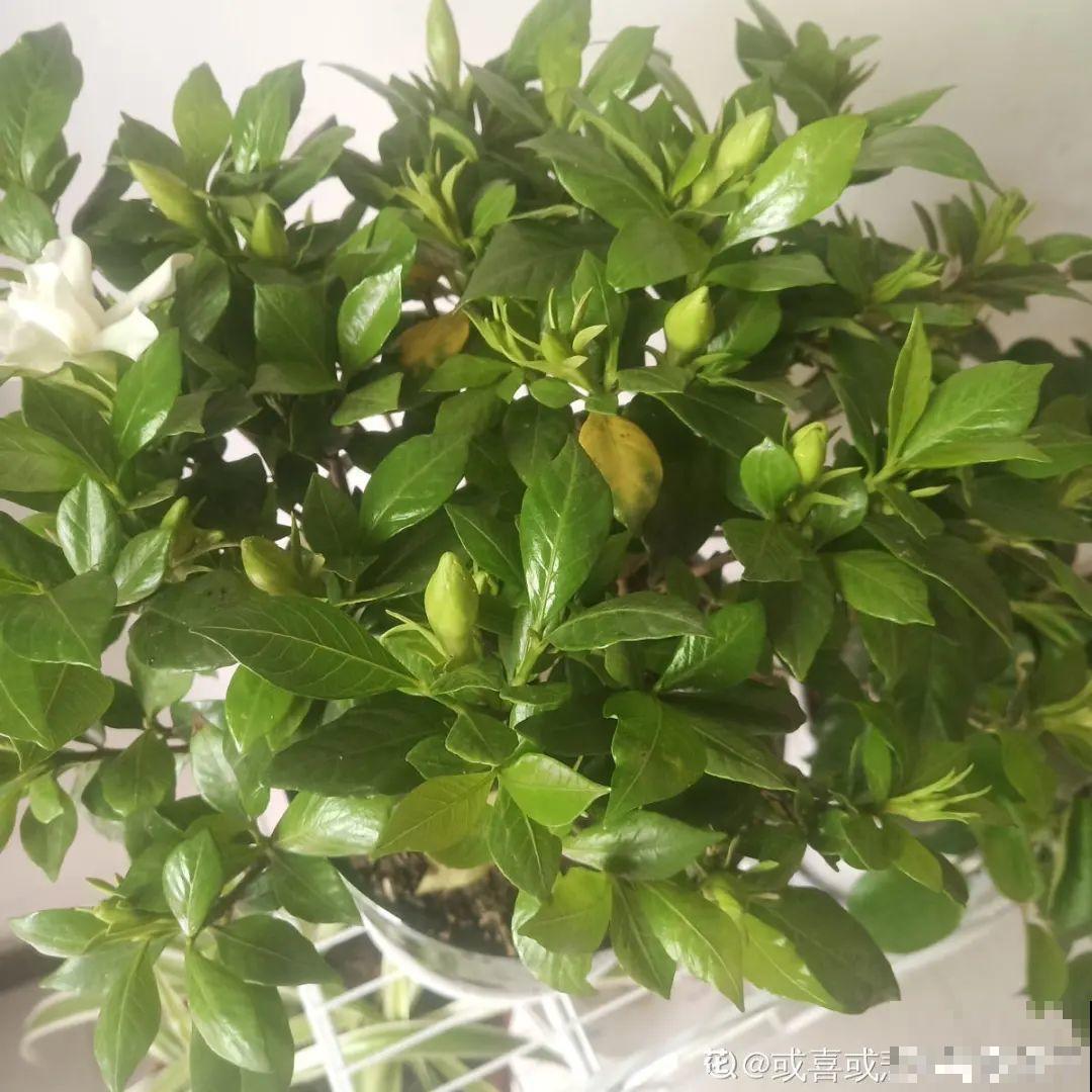 冒出来的花苞全剪了,气的人肝疼,1个月后竟然爆开花! 冒出来的花苞全剪了,气的人肝疼,1个月后竟然爆开花!