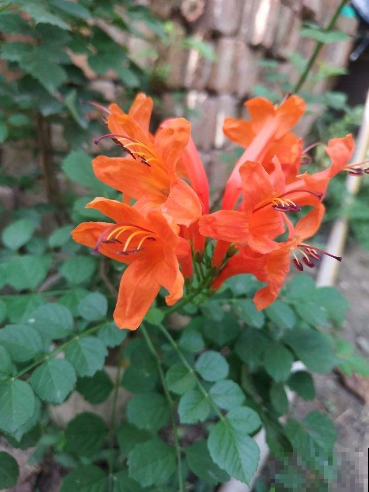 房顶上养了一株花，邻居叫我赶紧砍掉，真是为难！