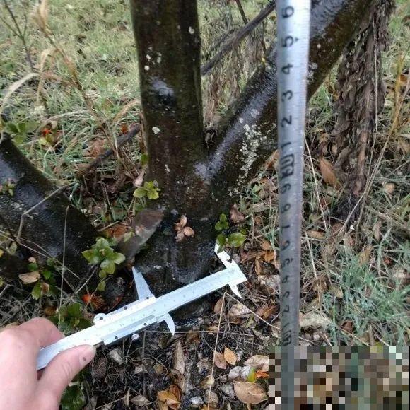 50年的桂花树,卖了5万块钱,大家觉得值吗? 50年的桂花树,卖了5万块钱,大家觉得值吗?