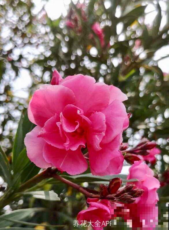 家里养了猫咪，这6种花不能在家养，不然惹来大麻烦！