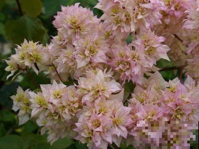 十月养这花,撸叶子、少浇水,10天冒出大花苞! 十月养这花,撸叶子、少浇水,10天冒出大花苞!