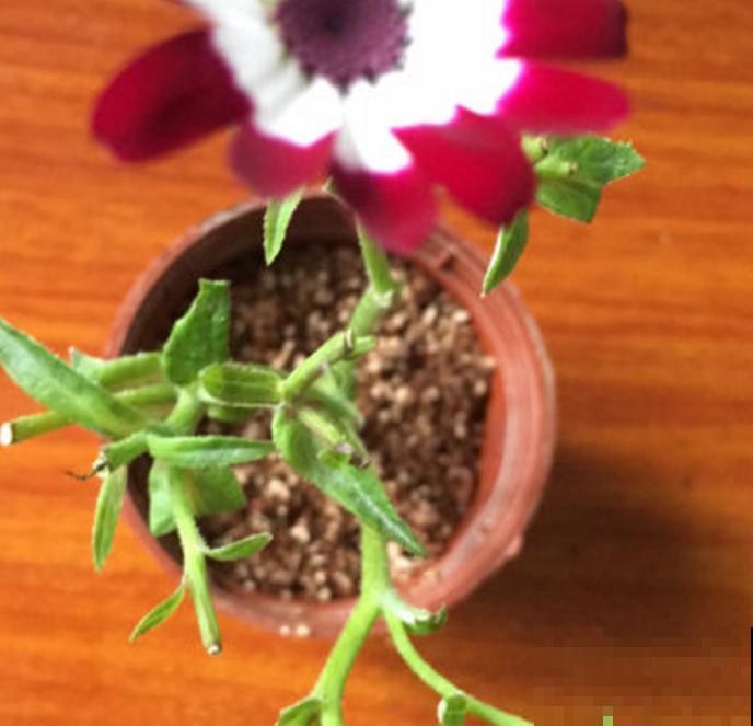 瓜叶菊挺好养，不怕冷也不怕热，怎么造都能活！