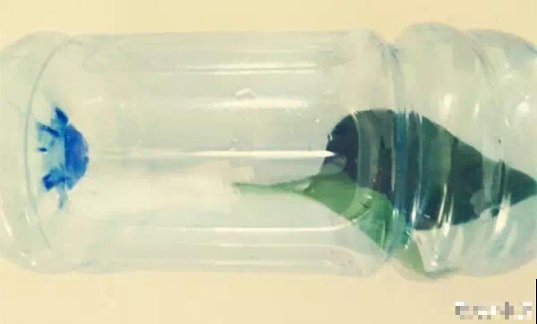 冬天扦插，只用一张塑料薄膜，就能长出小嫩芽