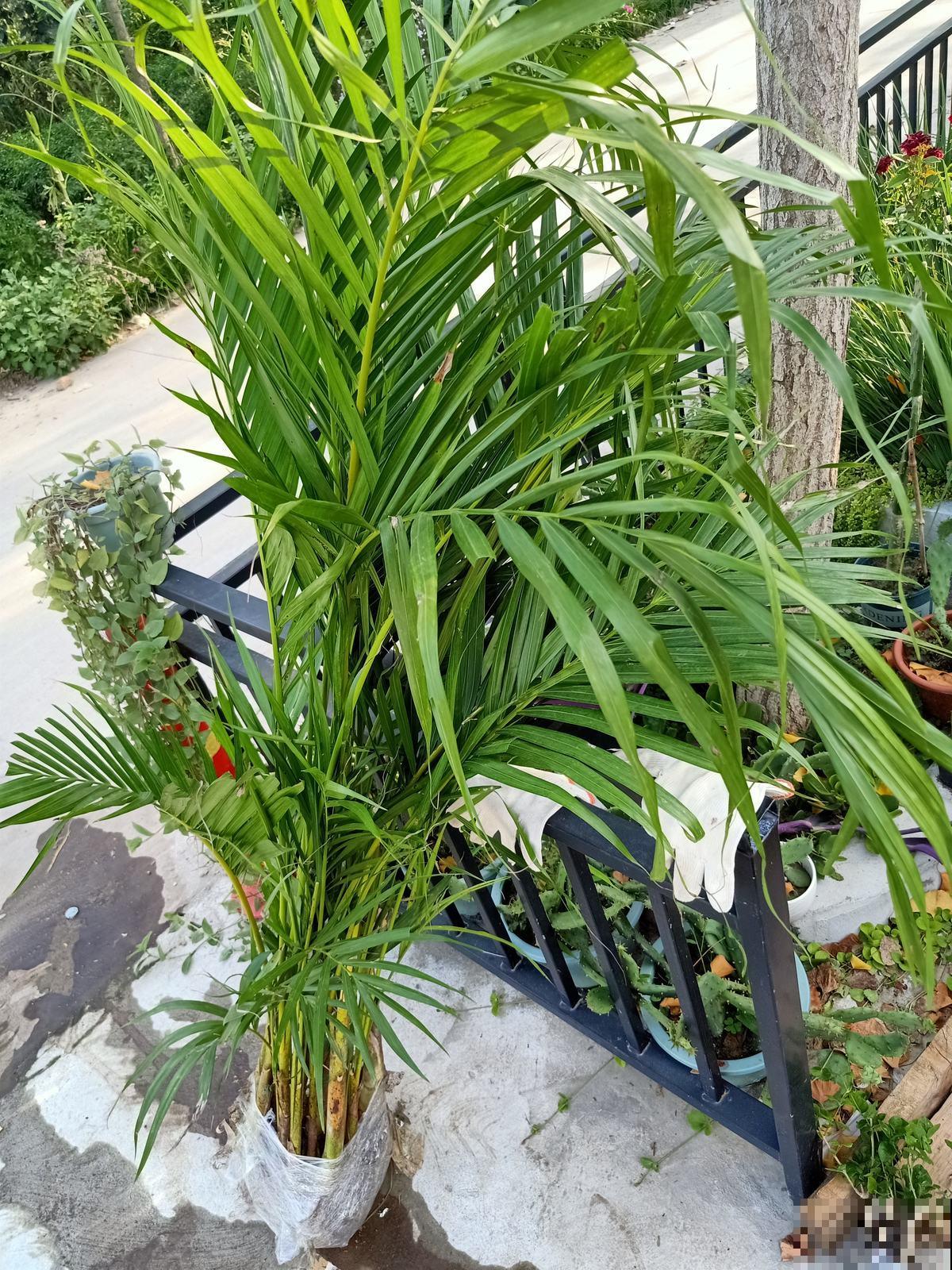 散尾葵被称作天然加湿器，冬天室内必备，增湿除尘效果好