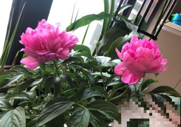 有些花就欠冻，扔在室外不用管，花开艳丽！