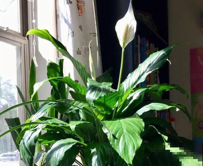 一帆风顺特怕冷，找个塑料袋，顺顺当当过冬！