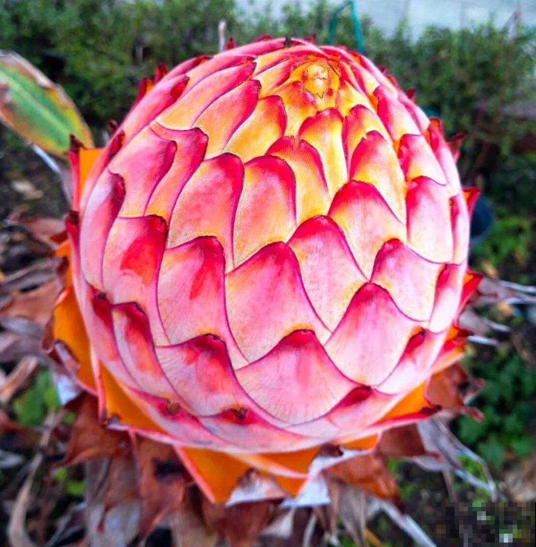 这种花很稀罕，以前喂猪没人要，现在抢破头！