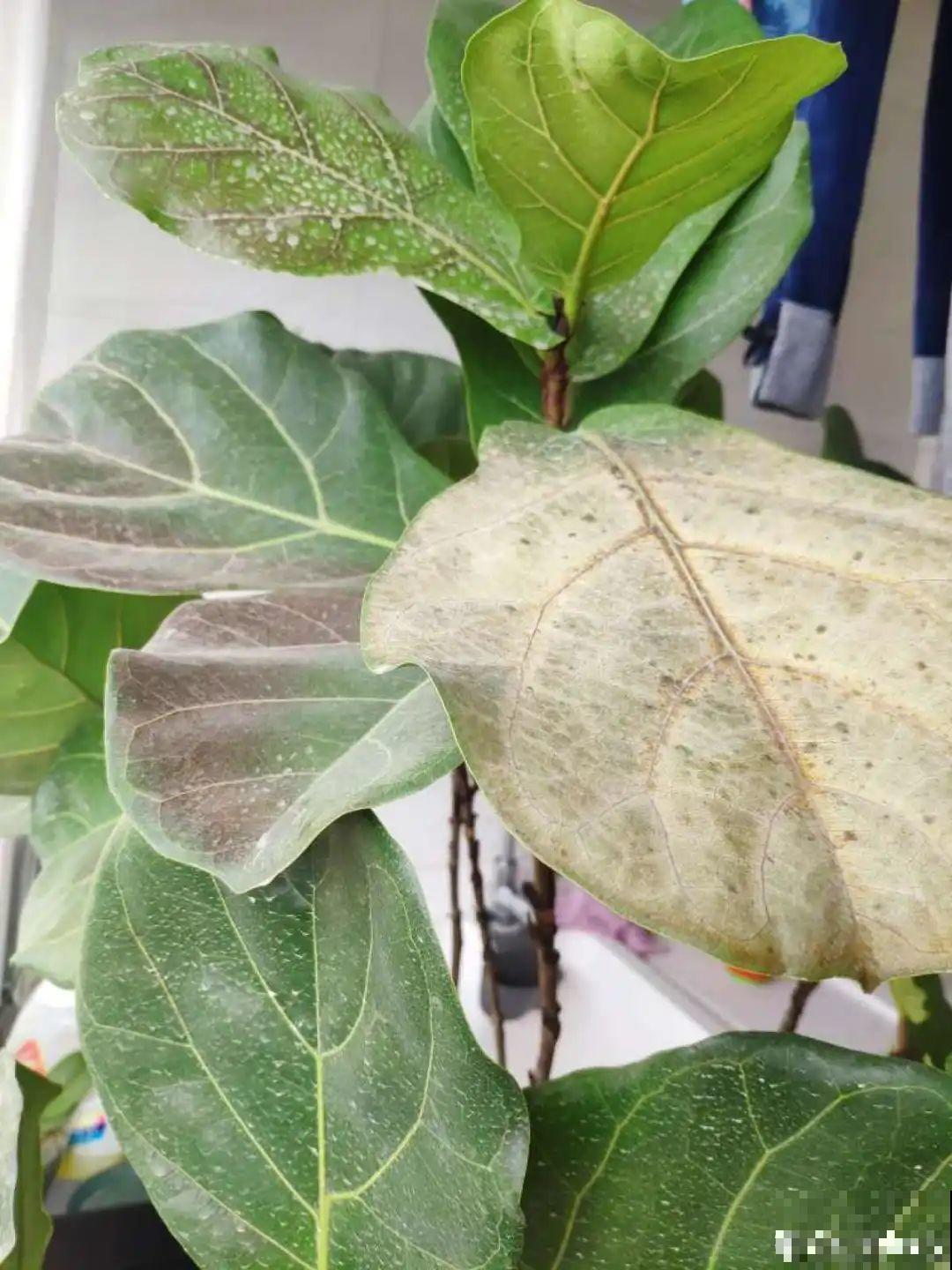 被拉进黑名单的花，再便宜也不买了，真浪费钱