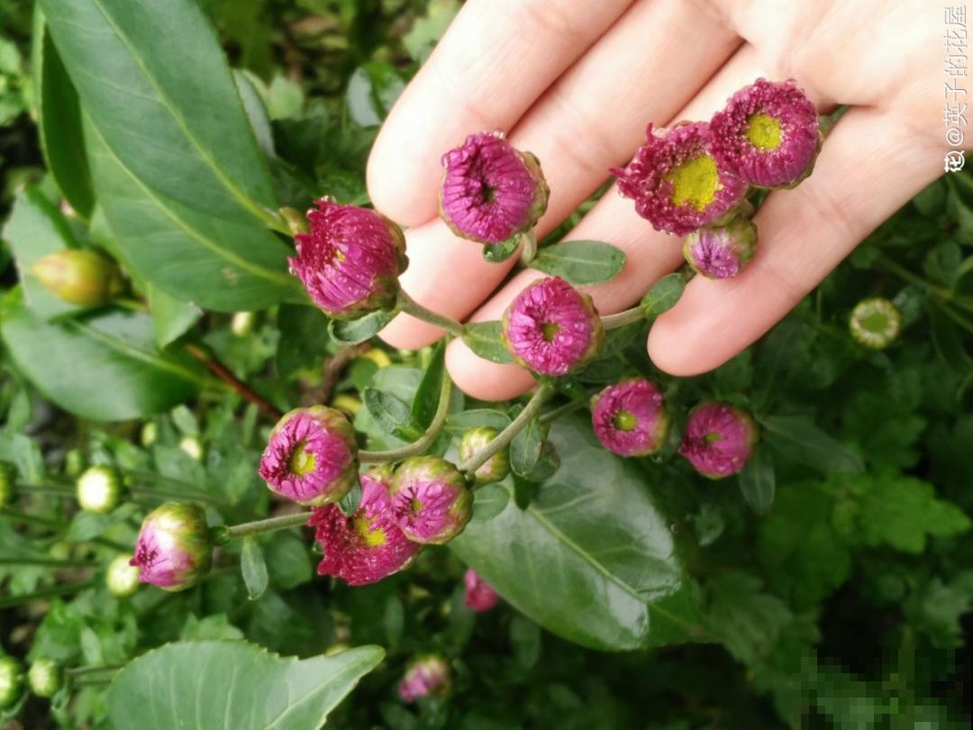 3种开花机器，喷点药水，杆子上全是花！