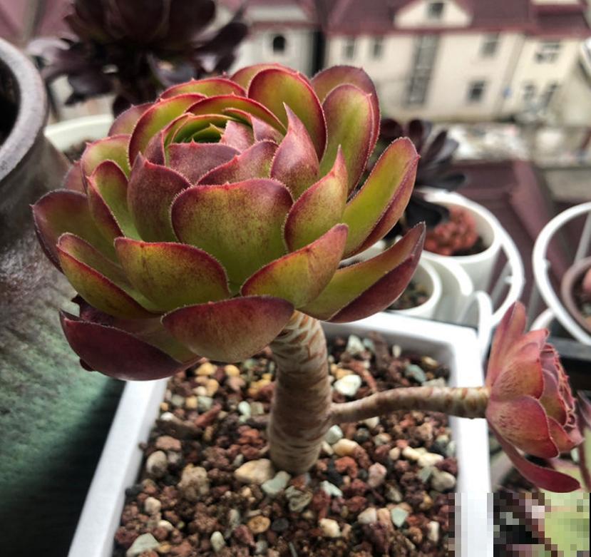 秋天多肉使劲晒，越晒越欢，“整容式”变美！