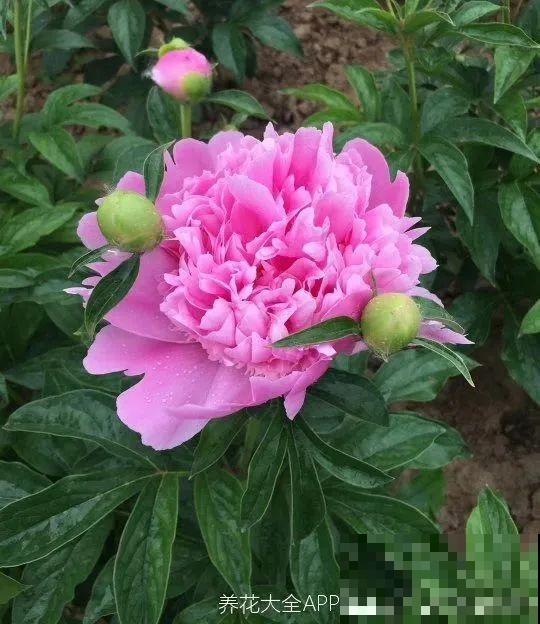 20种花特耐寒，放外面冻一冻，开花更多