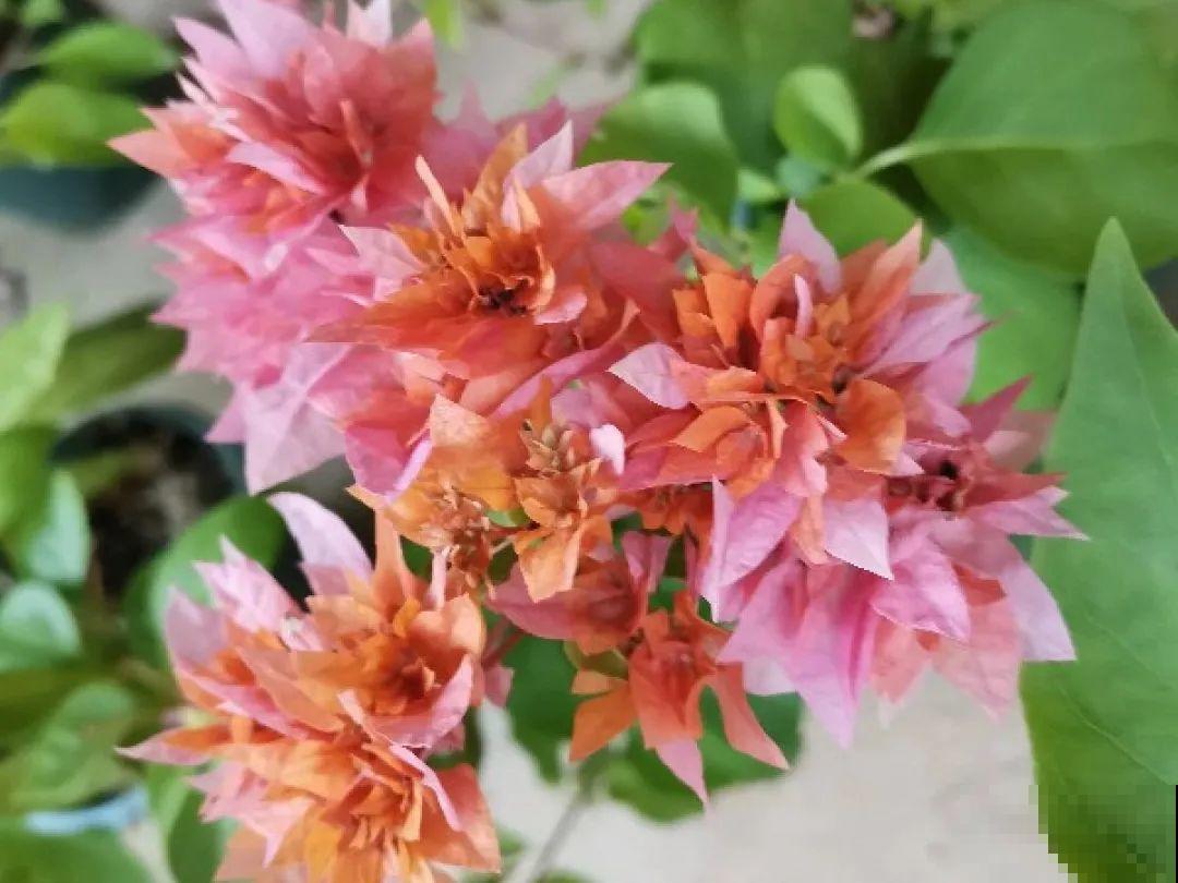 3种开花机器，喷点药水，杆子上全是花！