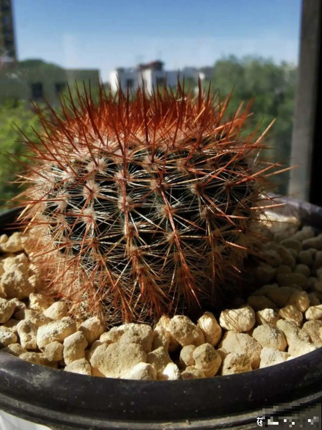 养花也别特迷信，好看的花都不能养，郁闷！