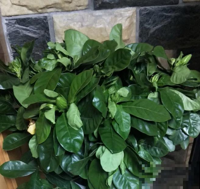 被拉进黑名单的花，再便宜也不买了，真浪费钱