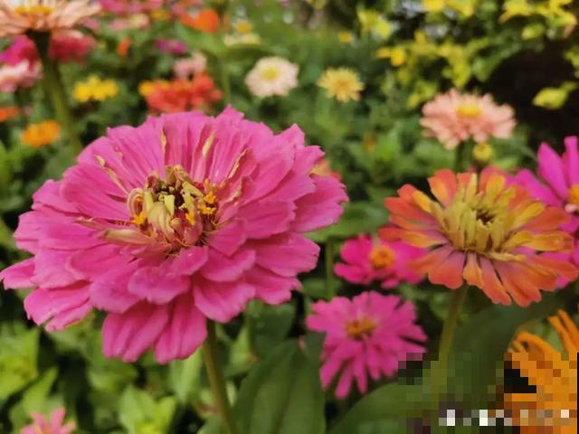 秋分后，绿化带捡种子，回家撒土里就活！