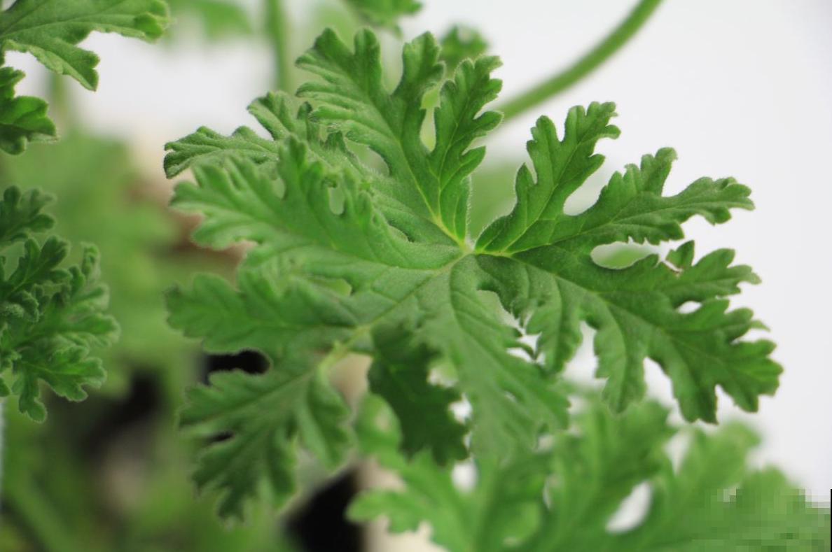 你家卫生间缺点啥？当然是吸臭花，祛味、杀菌超棒！