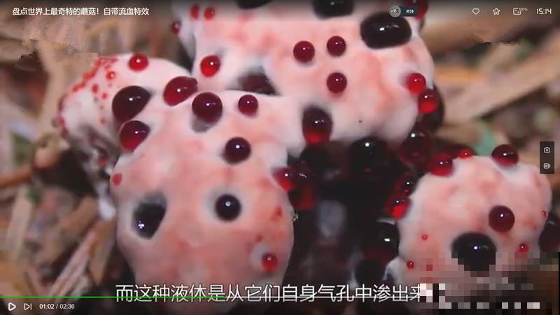 路边看到这种花，赶紧跑，离得越远越好！