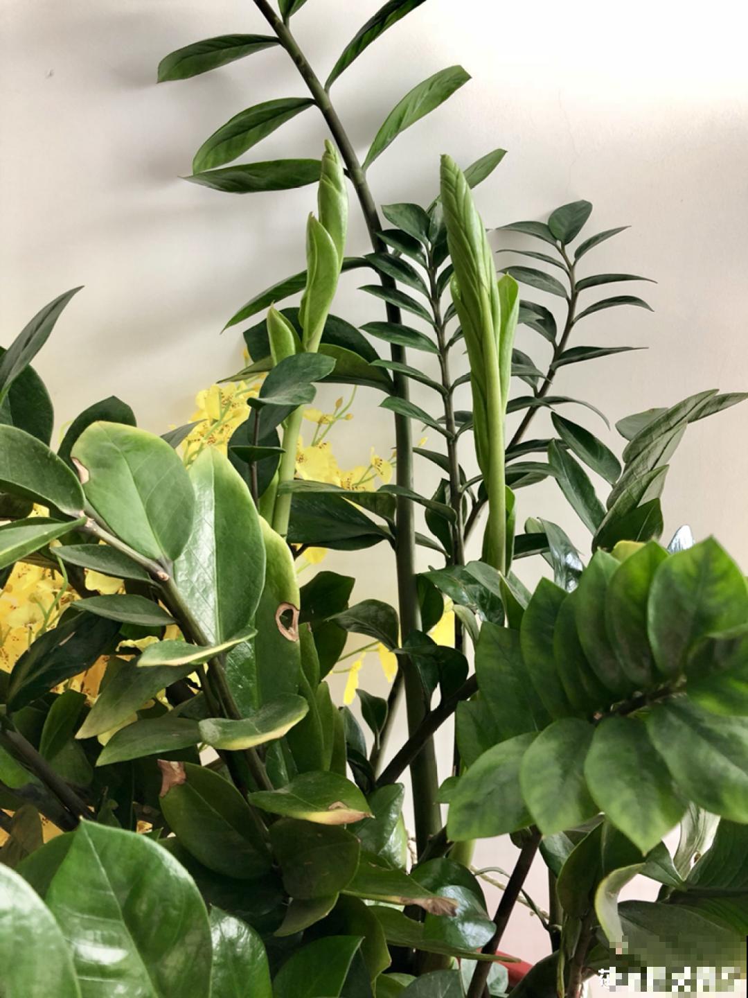 10种花少浇水，天冷容易涝根，旱一旱才长得旺