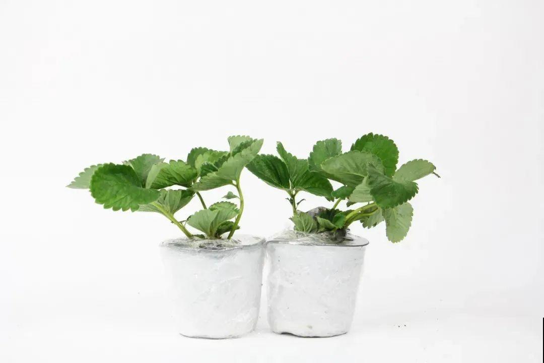 冬天养盆草莓，一盆能结不少果子，全家都够吃