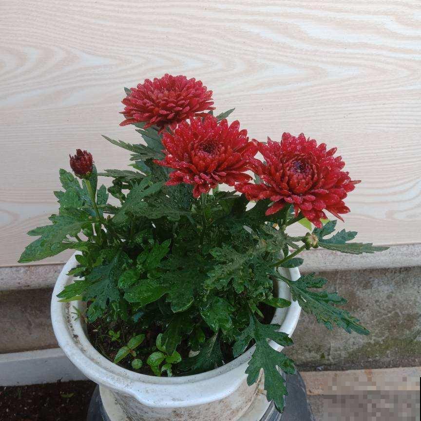 适合秋冬养的“懒人花”，太勤快养不好，越懒养得越好