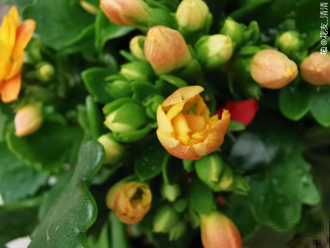 天凉了，9种花不能修剪，剪了以后不开花！