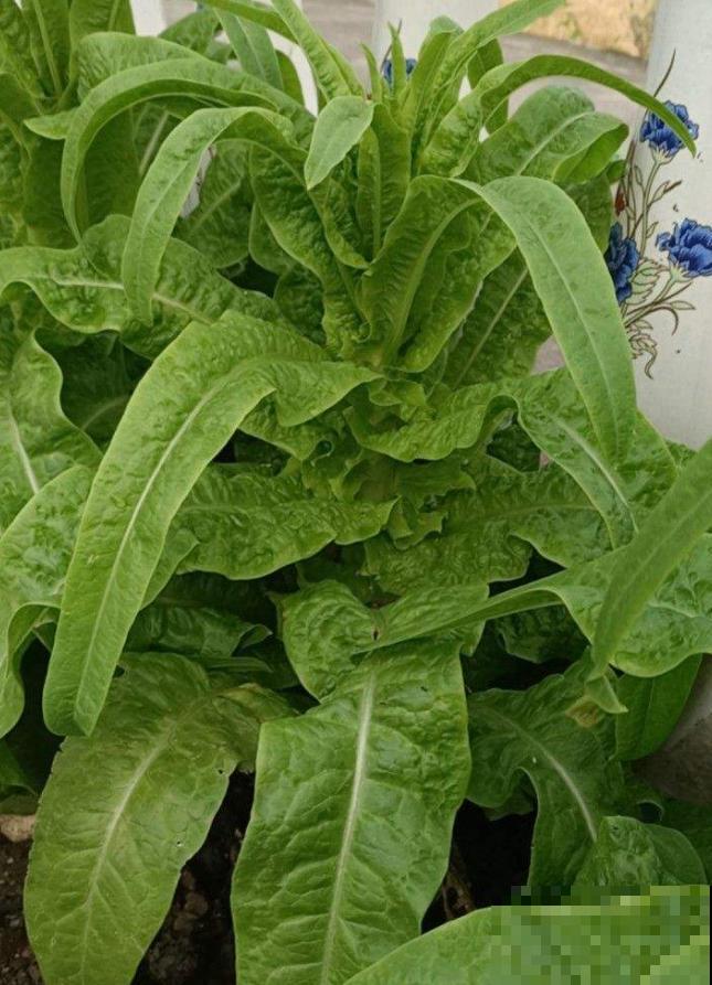 秋冬阳台种莴苣,覆层保鲜膜,再冷也不怕! 秋冬阳台种莴苣,覆层保鲜膜,再冷也不怕!