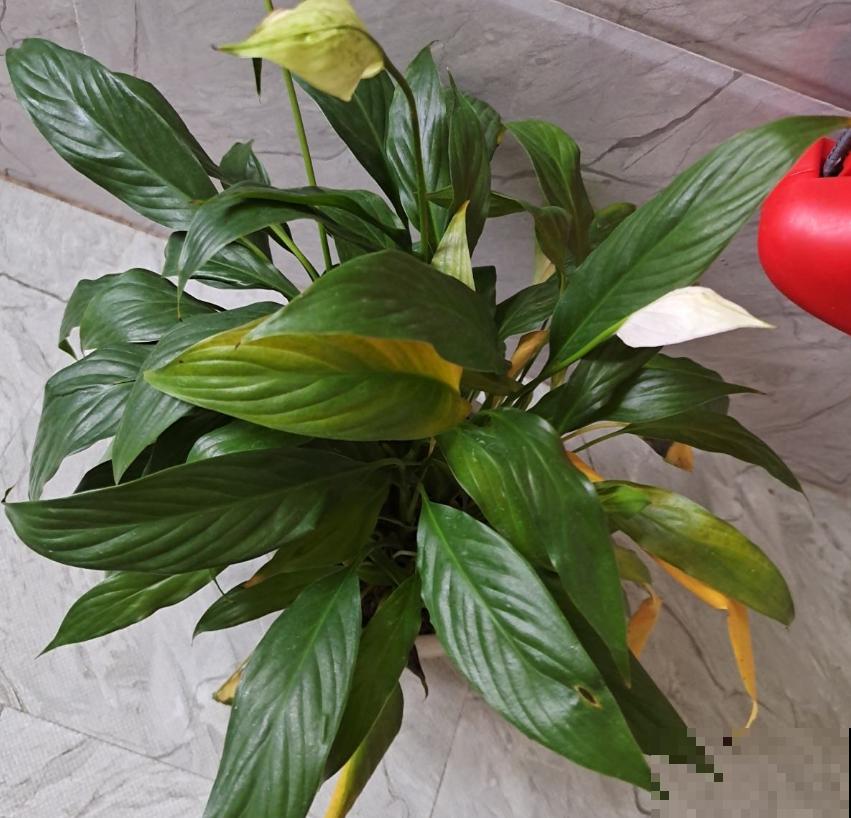 一帆风顺特怕冷，找个塑料袋，顺顺当当过冬！