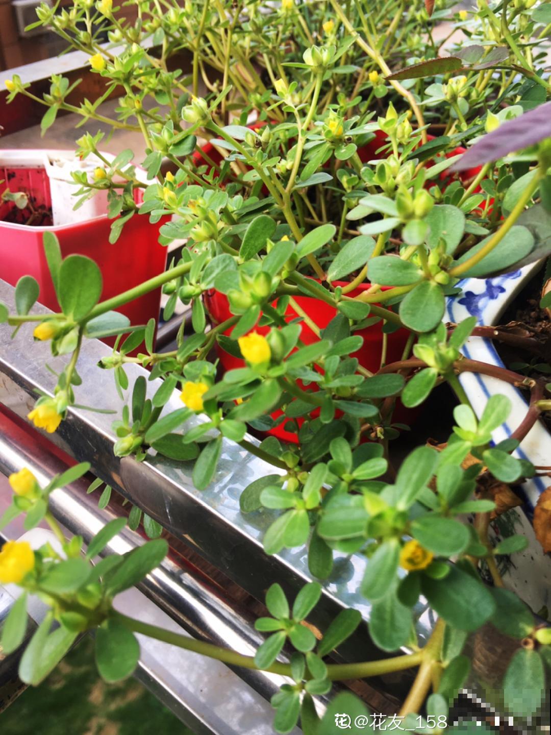 50种小时候常见的野草，现在几乎见不到了