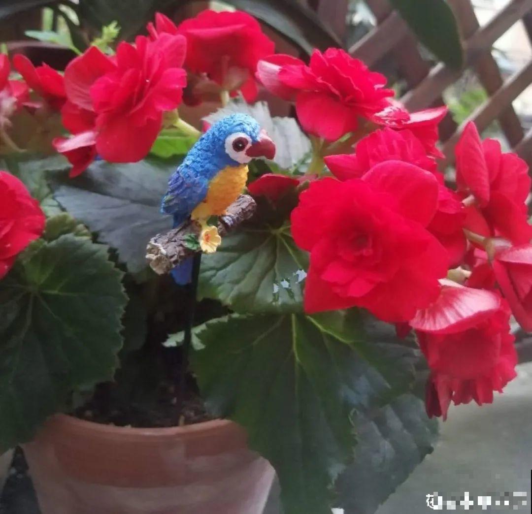 秋天特难养的花，养不活难受，还惹一肚子气！