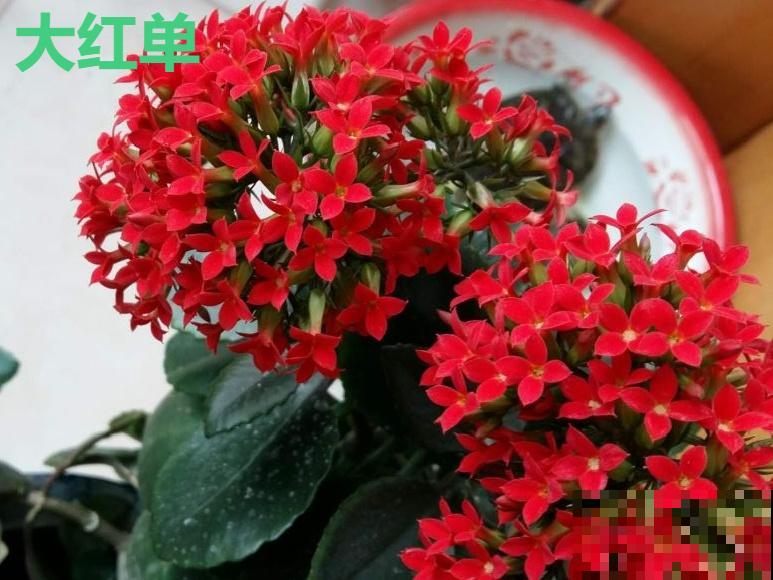 这种花品种多,花型好,养了你就爱上了! 这种花品种多,花型好,养了你就爱上了!