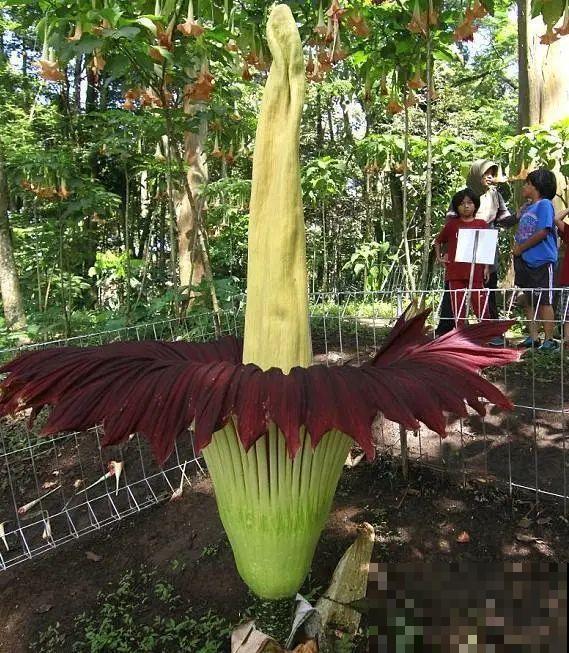 1种花叫大花犀角，闻久了头晕，家里养要小心！