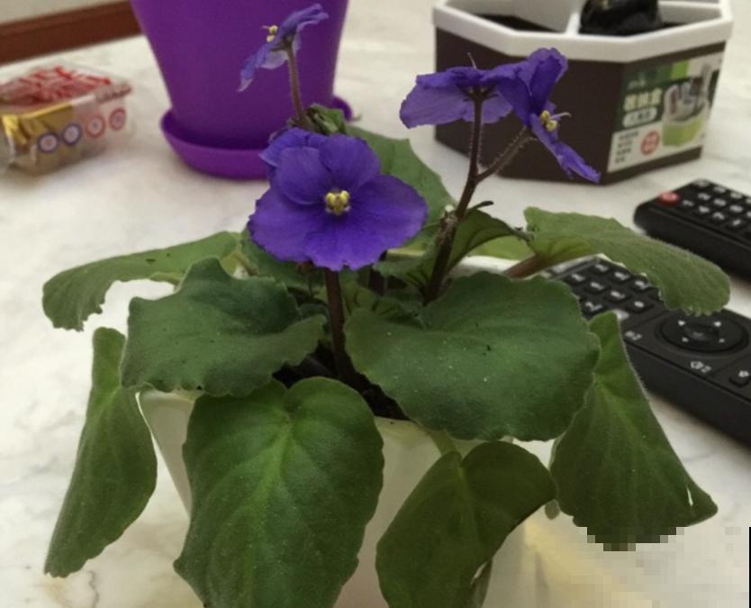 紫罗兰用处多，卧室放一盆，清新健康！