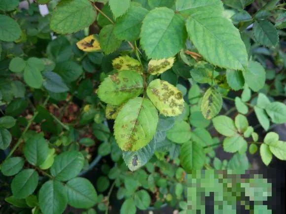 养花不能随意,一不小心就死翘翘,心太累! 养花不能随意,一不小心就死翘翘,心太累!