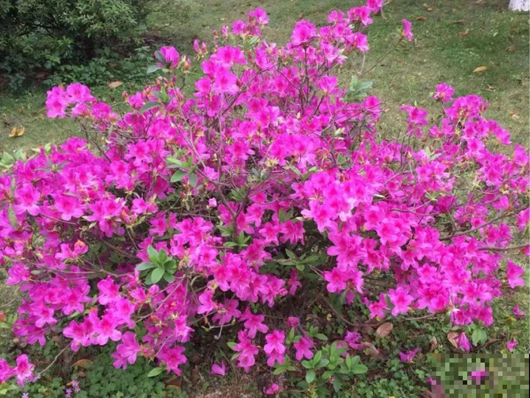 你在哪个城市，最适合养的花就是它！