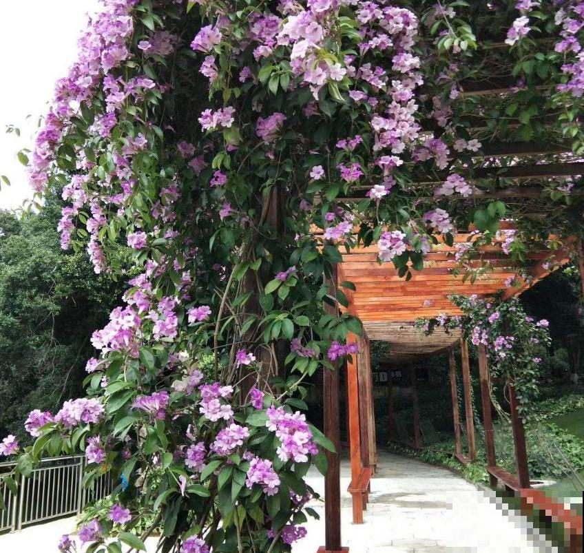 蒜香花开，见花不见叶，小花朵爬满墙！