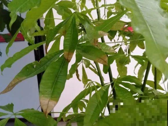 掉叶子第一名,10种花养成光杆,竟然还活着! 掉叶子第一名,10种花养成光杆,竟然还活着!