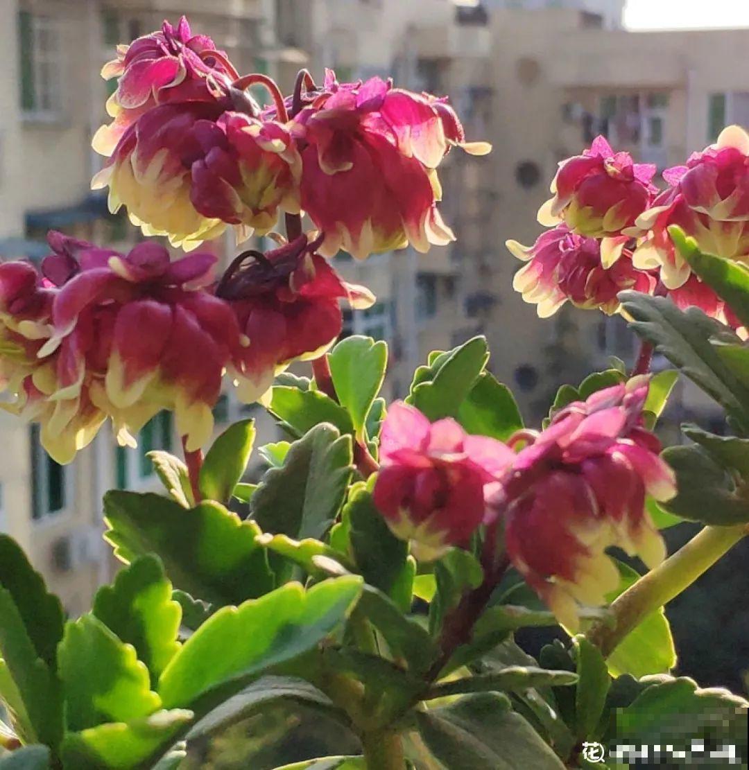 长寿花变异了，开花长这样，邻居天天过来看！