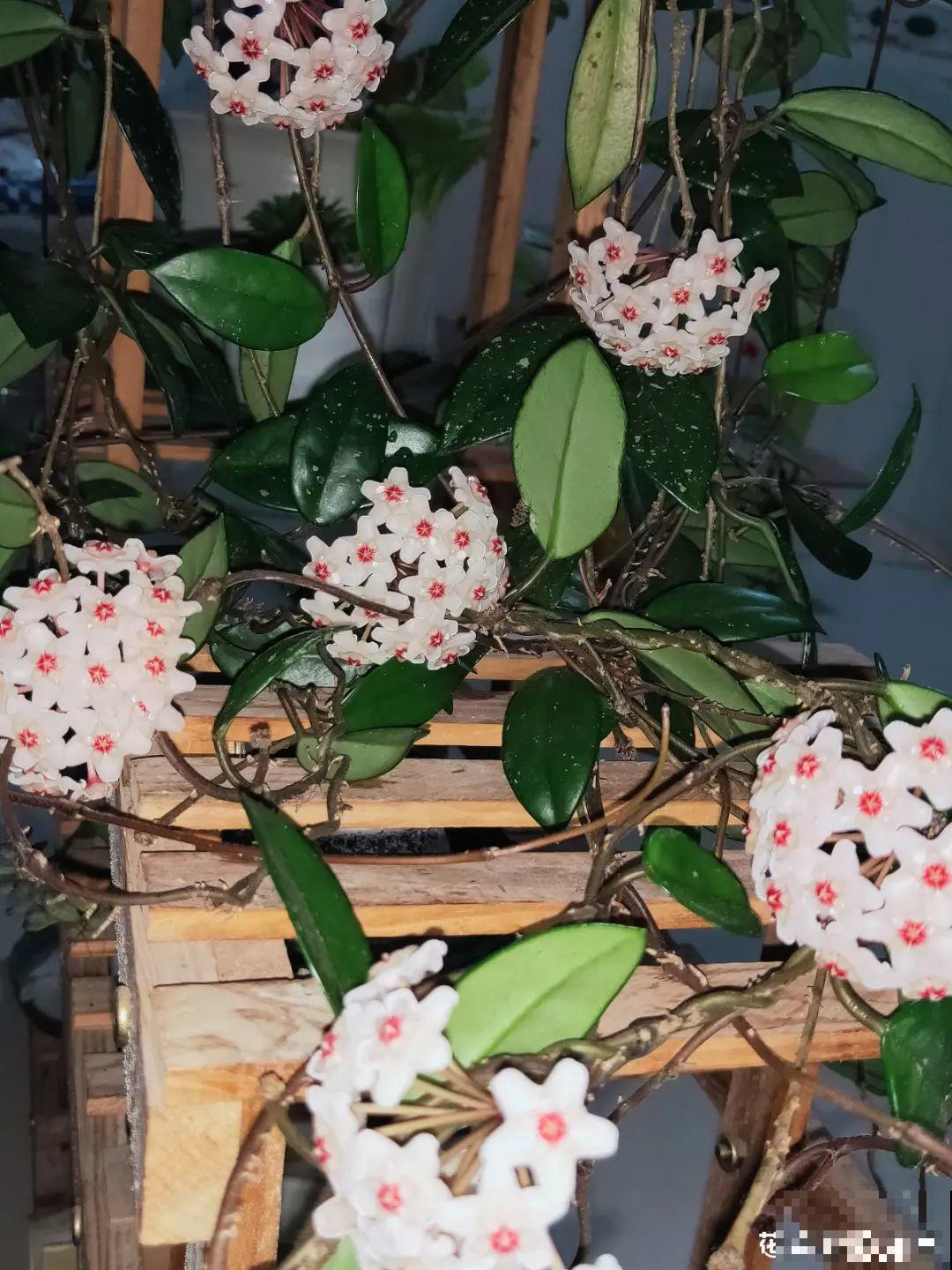 再穷也要养长寿花，寓意好、开花美，养人又养家！