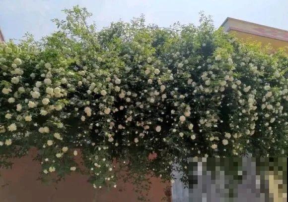 50年的桂花树,卖了5万块钱,大家觉得值吗? 50年的桂花树,卖了5万块钱,大家觉得值吗?