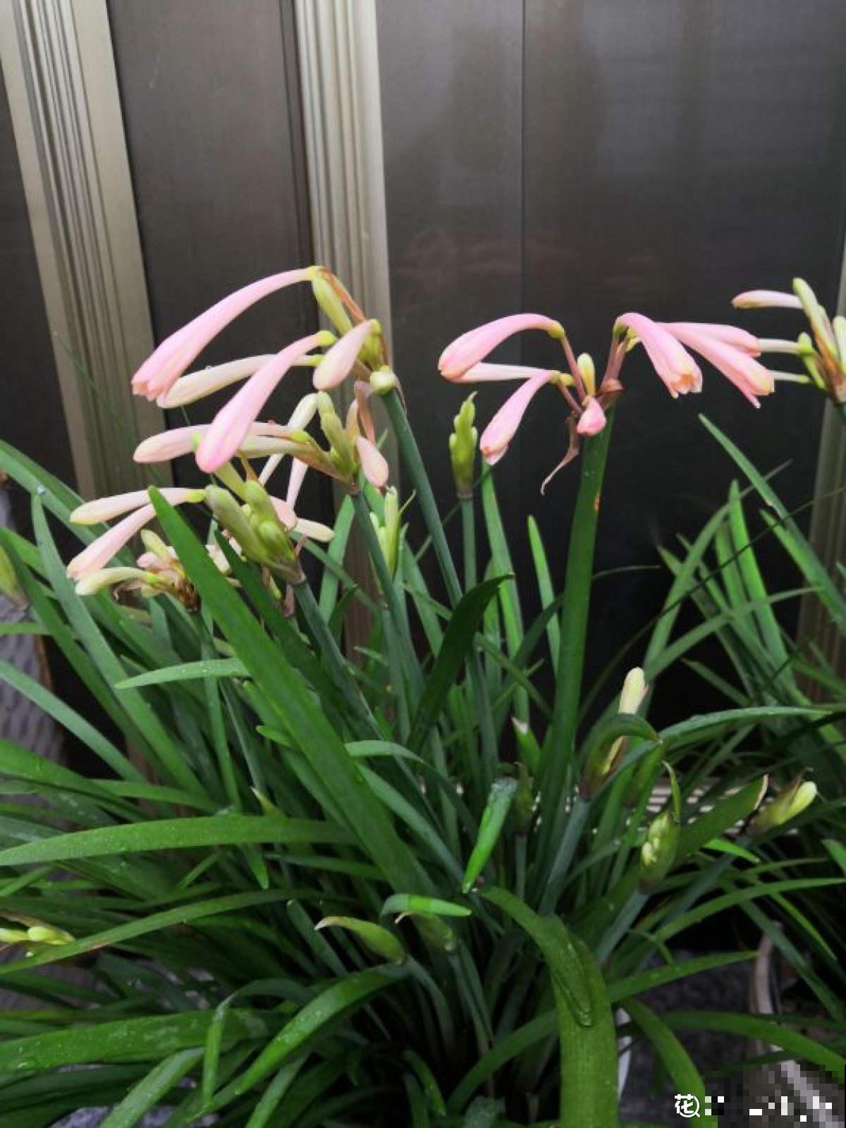 冬日里的“小精灵”，养盆垂筒花，天冷也呼呼开花