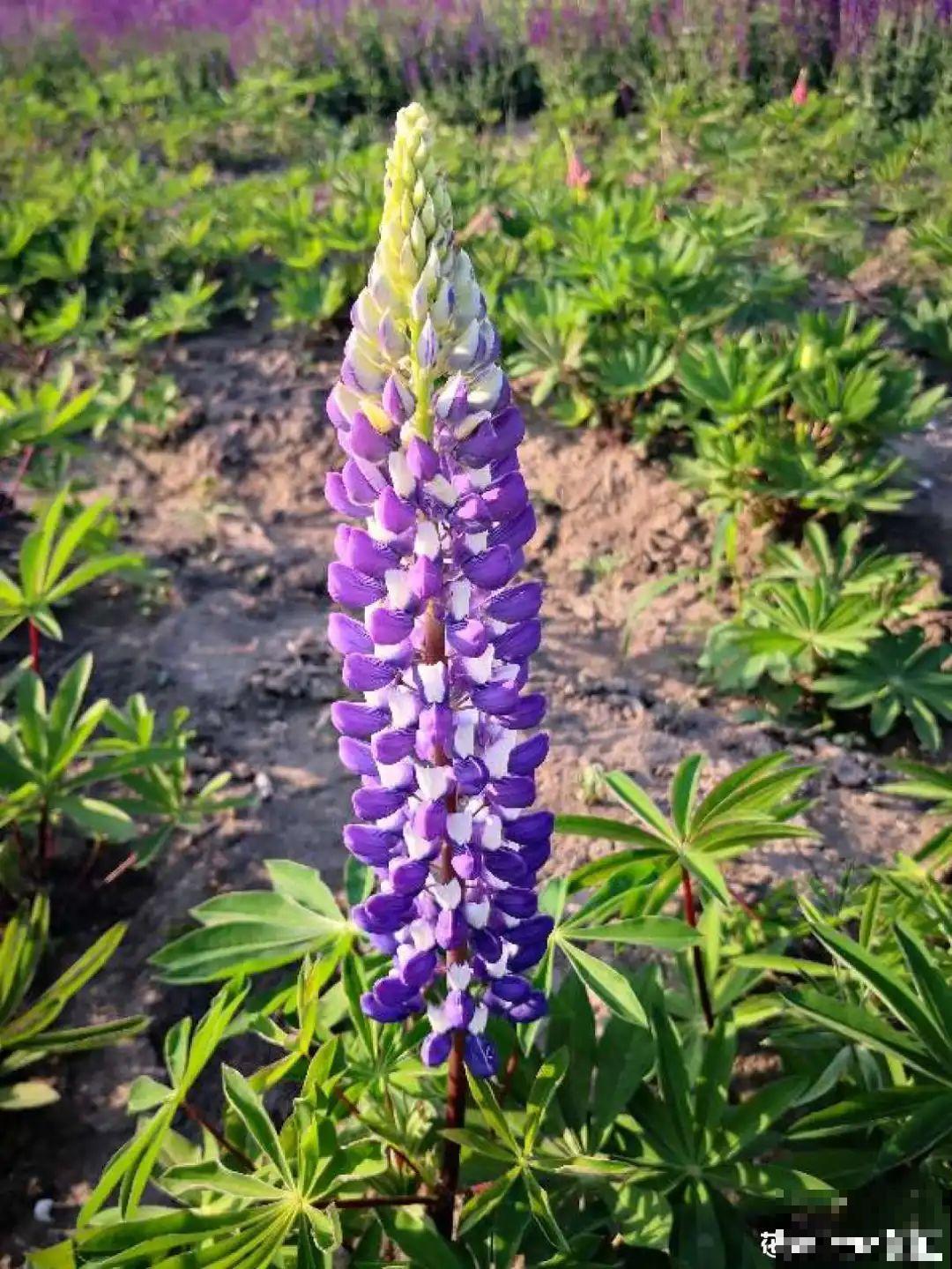飞燕草竖着长，开花冲房顶，一串串真美！