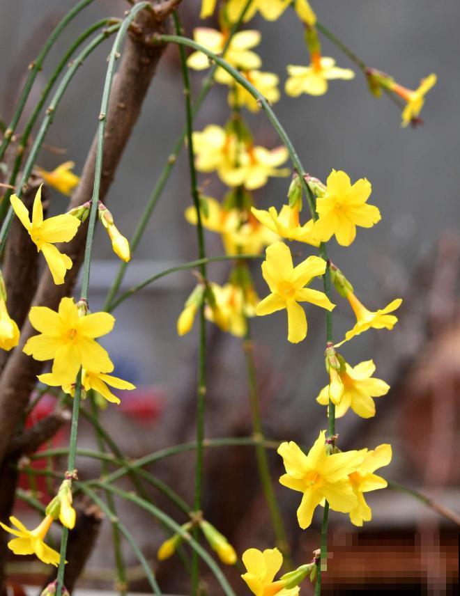 适合地栽养的花木，只要种一棵，年年有花赏！