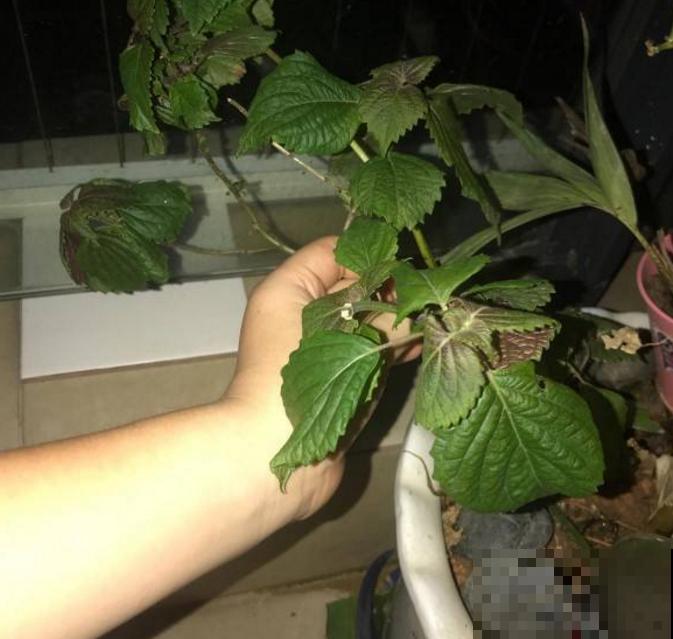 紫苏是个好东西，能吃能入药，当成绿植也很美观！