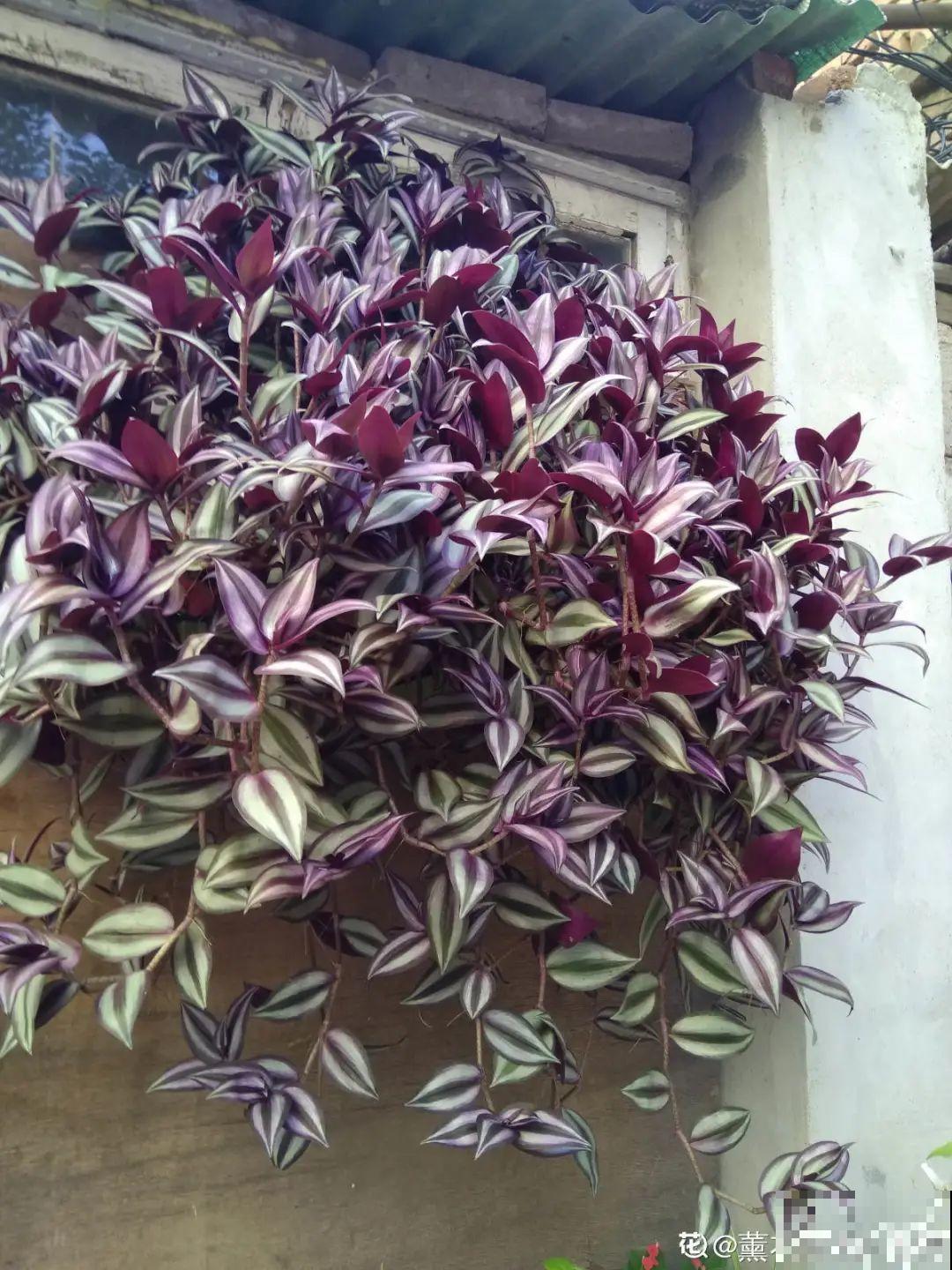 挂起来就能养的花,开花多不占地儿,家里能养100盆! 挂起来就能养的花,开花多不占地儿,家里能养100盆!