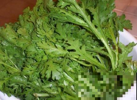 茼蒿菜这样养，一年四季不愁吃，特省钱！