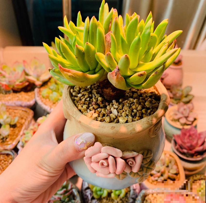 仙女杯养不好？生根太慢，催一催就好！